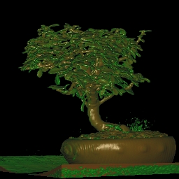 bonsai.jpg